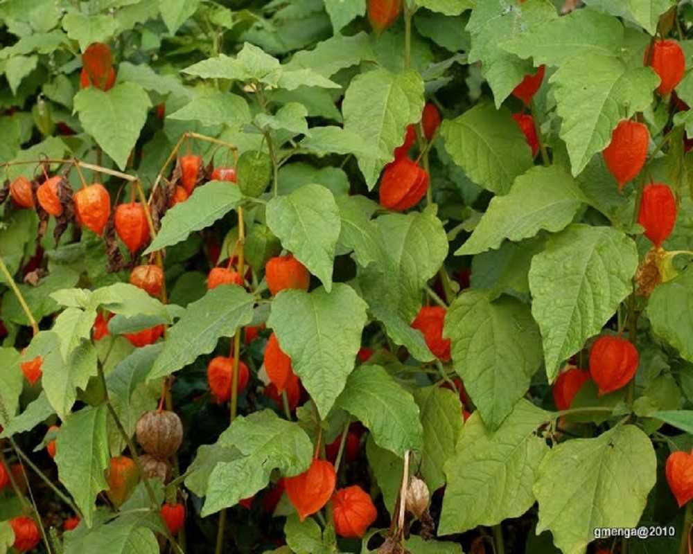 Sementes de Lanterna Chinesa - Physalis franchetii