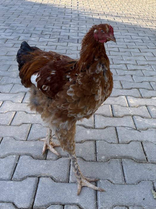 Jovens Galos 6 meses