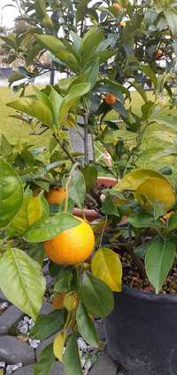 Pomarańcza drzewko pomarańczowe