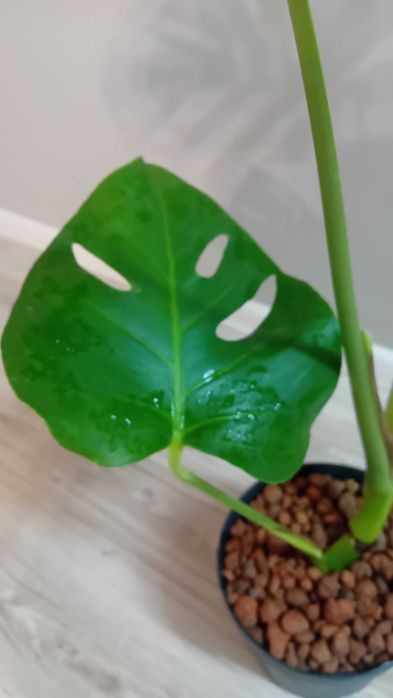 Монстера | Monstera deliciosa