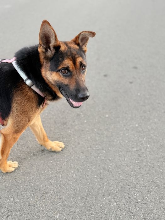 Cudowny Grześ święta chce spędzić w DOMU!