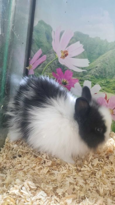 Królik Miniaturka Króliczek