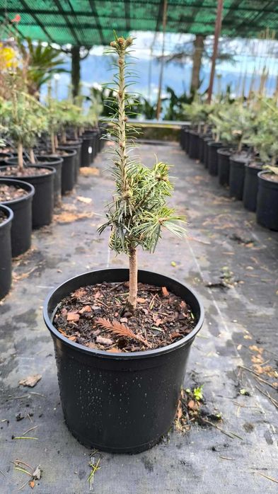 Várias Coniferas para venda