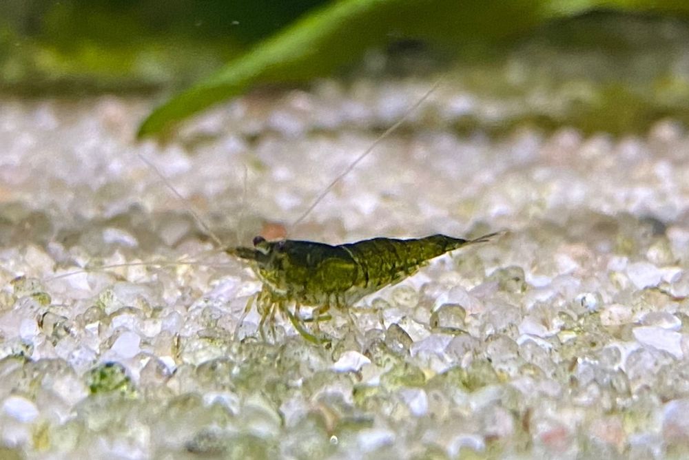 Krewetki Neocaridina Green Jade Dark -Zielone