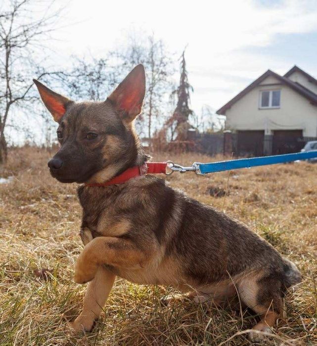 Nieduży Groszek szuka swojej Rodzinyy