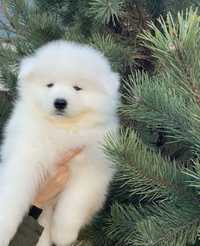 Samoyed samojed biały pies