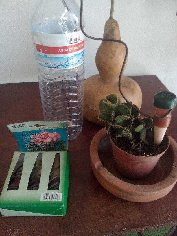 Rega plantas em vaso