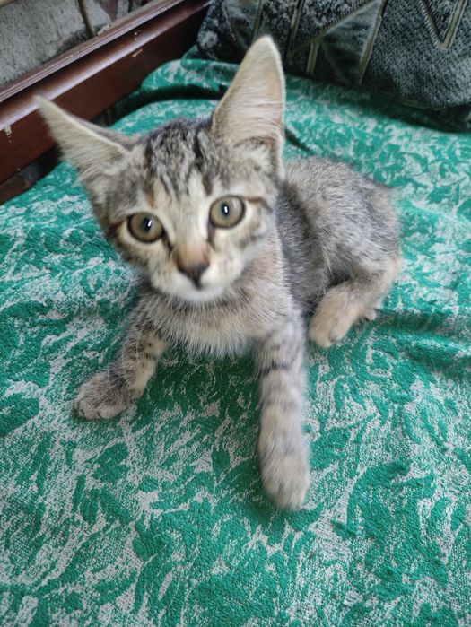 Котенята чекають люблячих господарів!