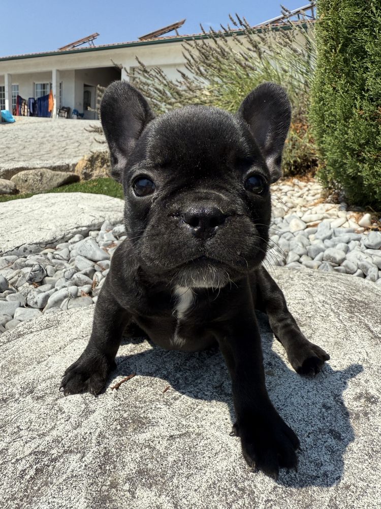 Bulldog francês maravilhosa toda preta