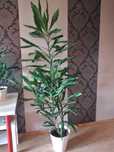 Kwiat doniczkowy  yuca  180 cm.