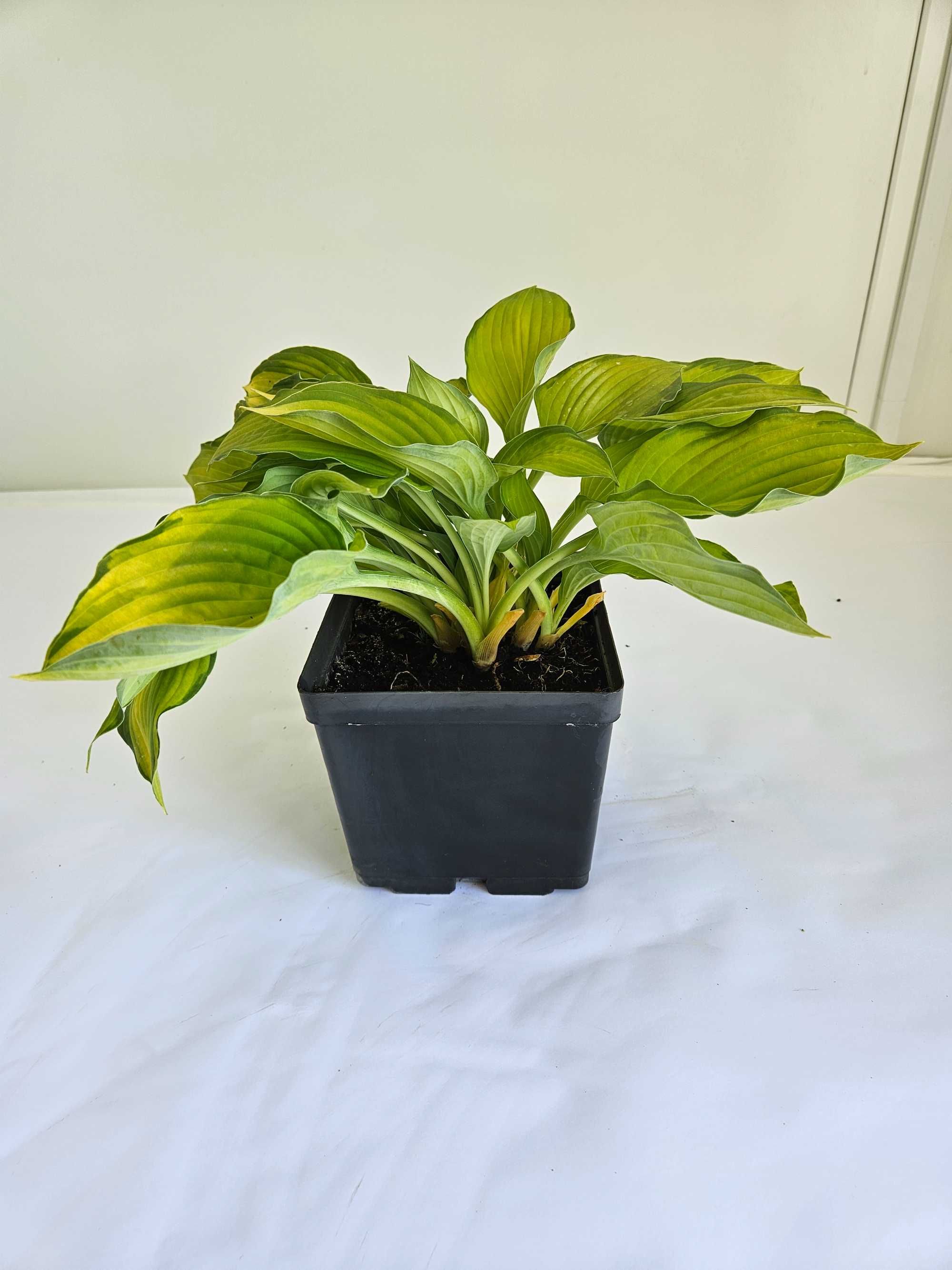 Funkia falista (Hosta undulata)