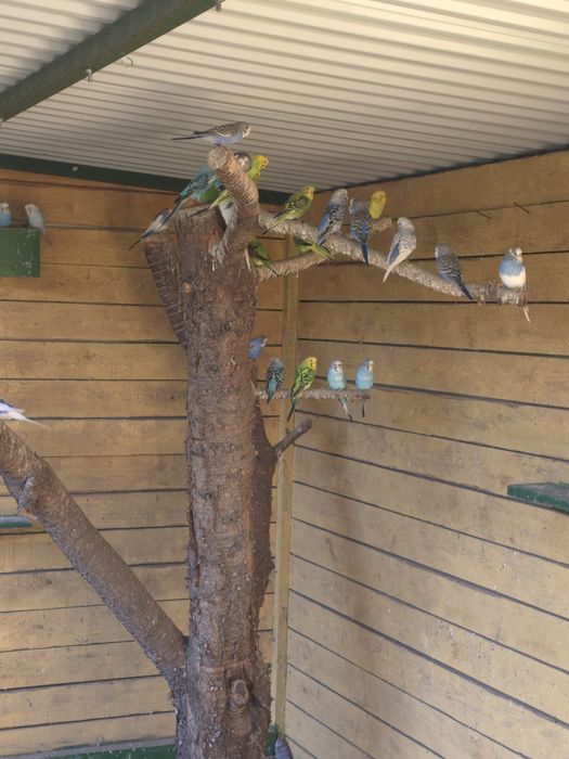 Papuga falista mix kolorów