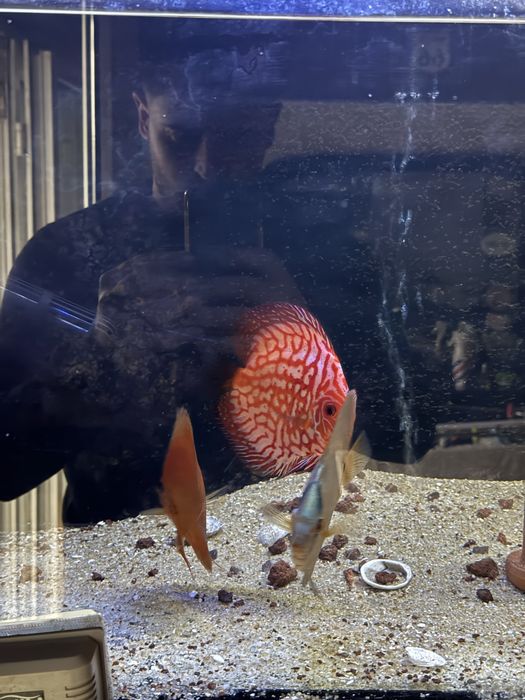 Discus entre os 10 e 22cm saudaveis