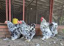 Kochin cochin kochiny cochiny