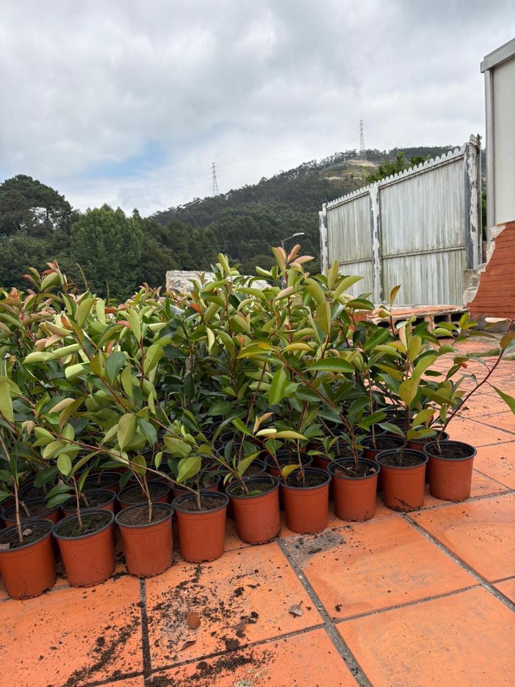 Photinias envasadas