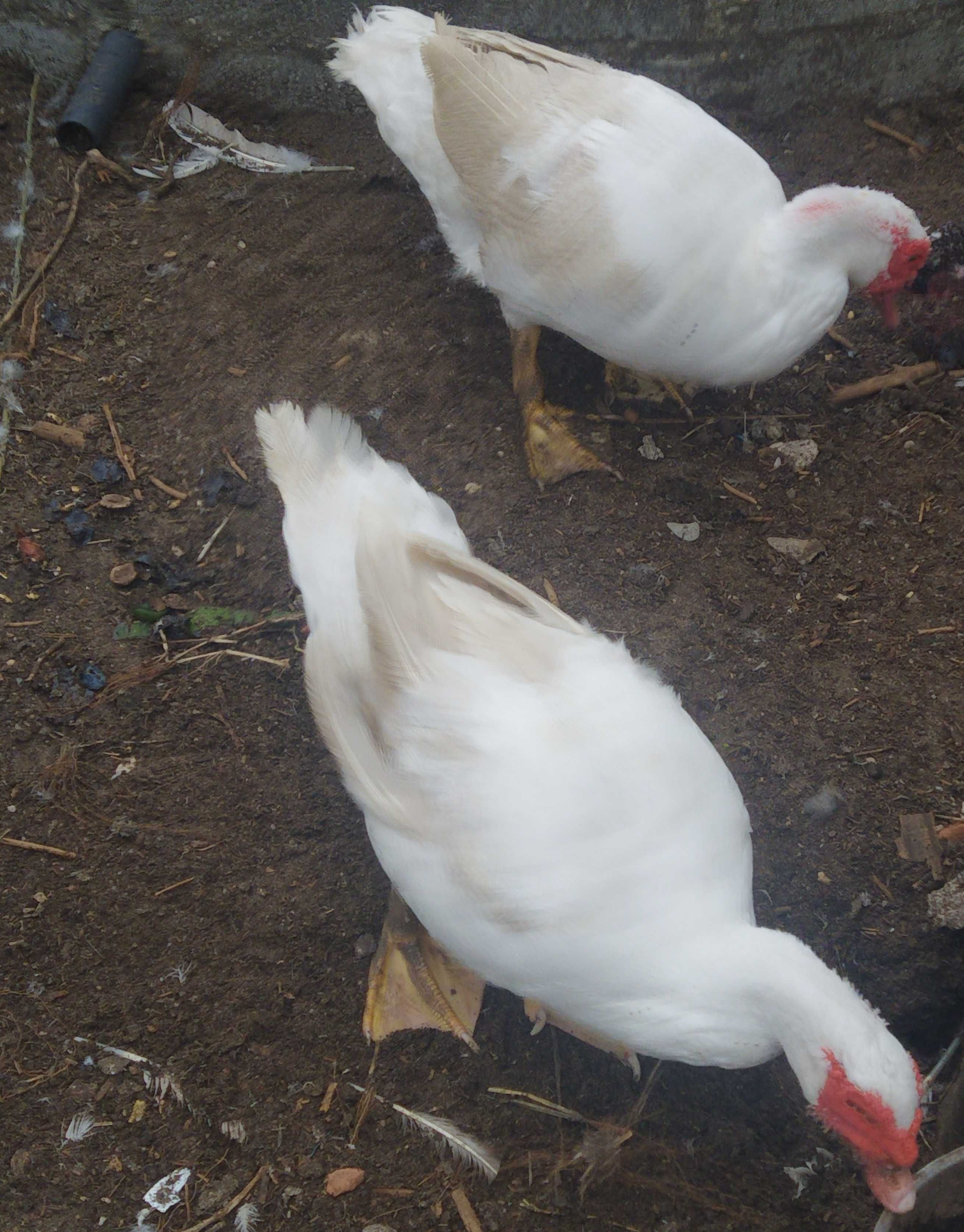 Patos mudos machos
