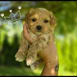 Maltipoo maltidodle  samiec red toy pudel badania wyprawka
Suczka