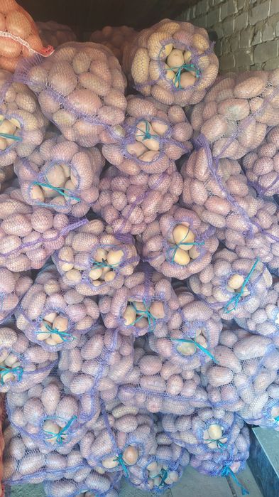 Картопля домашня