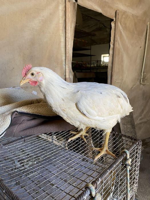 Курочки Ломан-Сенді  5 місяців
