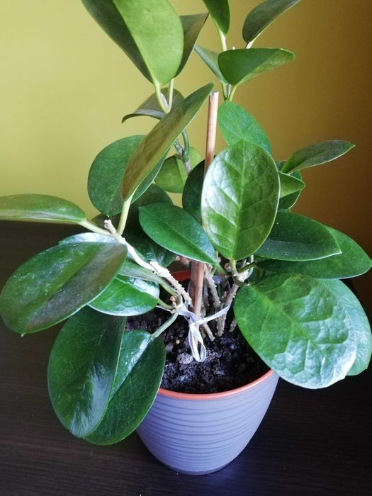 Hoya Australis roślina pnąca ukorzeniona hoja hoia kwitnąca