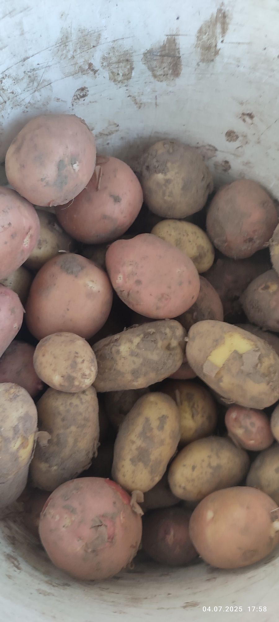 Продам домашнюю молодую картошку,картоплю.