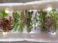 Zestaw roślin akwariowych do akwarium 60-90L/litrów