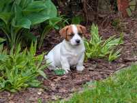 Marshal Jack Russell Terrier ZKwP FCI gotowy do  zmiany domu