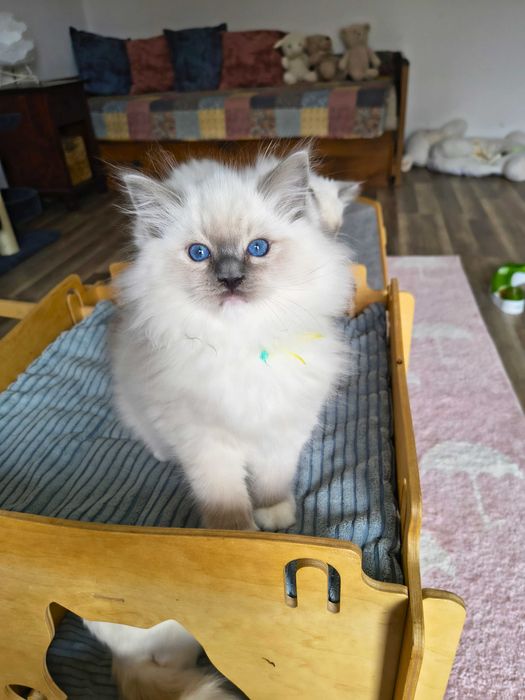 Uroczy kocurek Ragdoll szuka kochającego domu