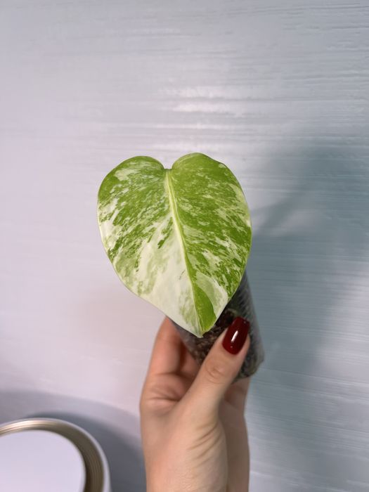 Монстера Альба Monstera Albo