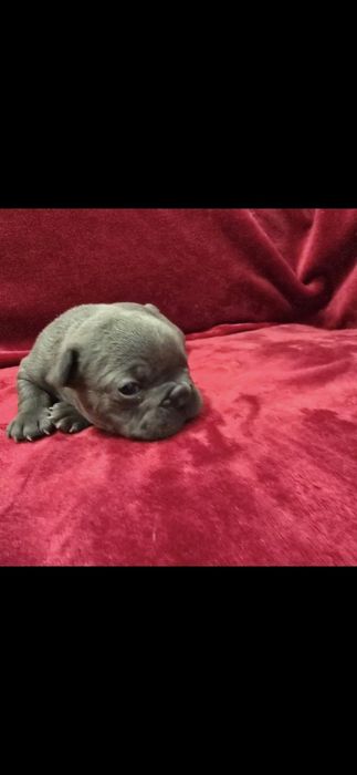 Bulldog francês Macho Azul olhos azuis Mini