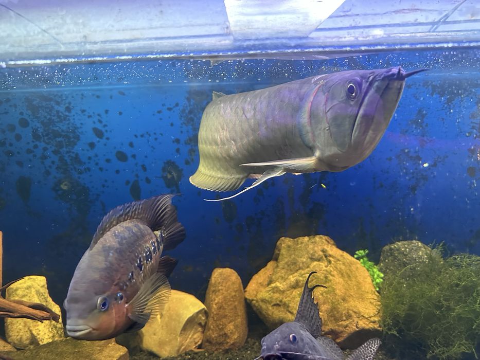 Arowana i pielęgnice pawiookie