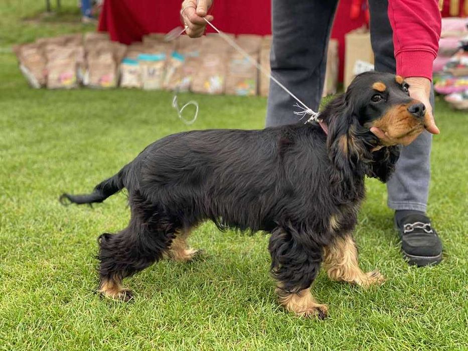 cocker spaniel angielski
