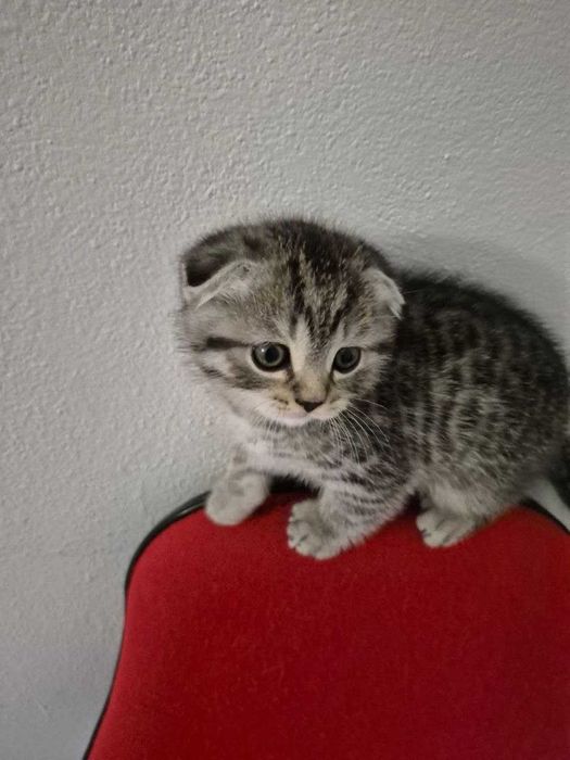 Gatinho "Scotish Fold"