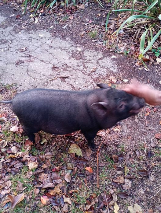 Кабанчик вьетнамский 4 месяца