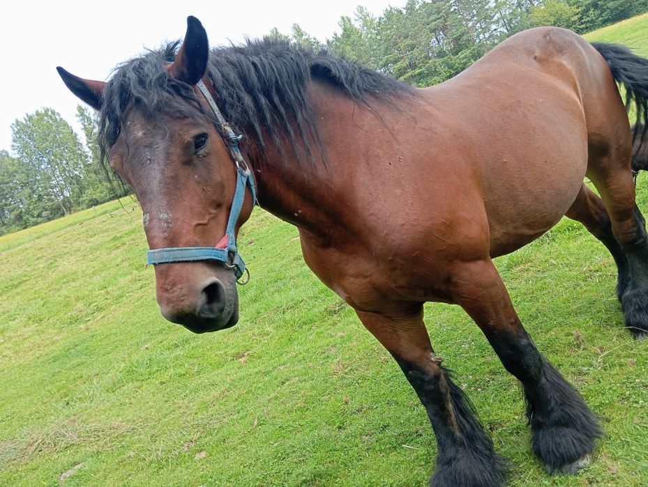 Sprzedam klacz zimnokrwistą