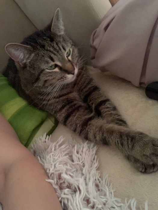 Безкоштовно ( кіт вихований  «Антон»)