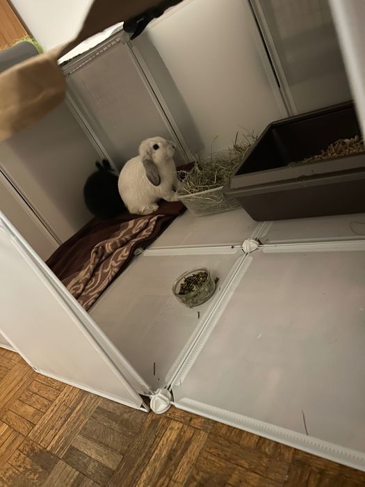 Sprzedam króliki