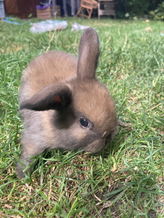 Króliczki mini lop