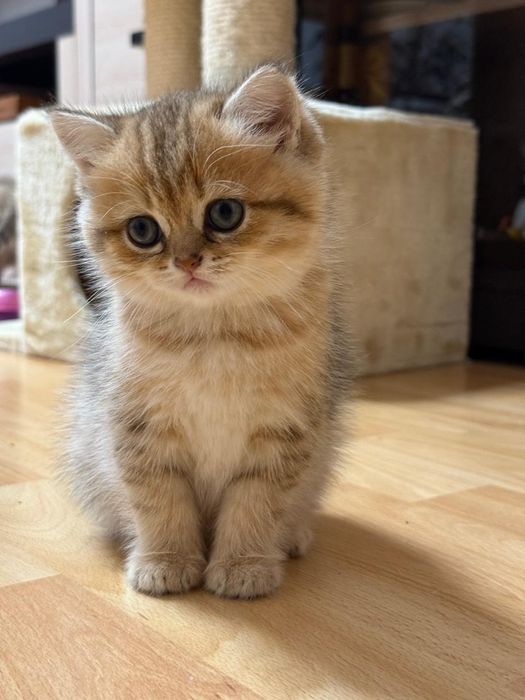 Продам кошенят золота шиншила