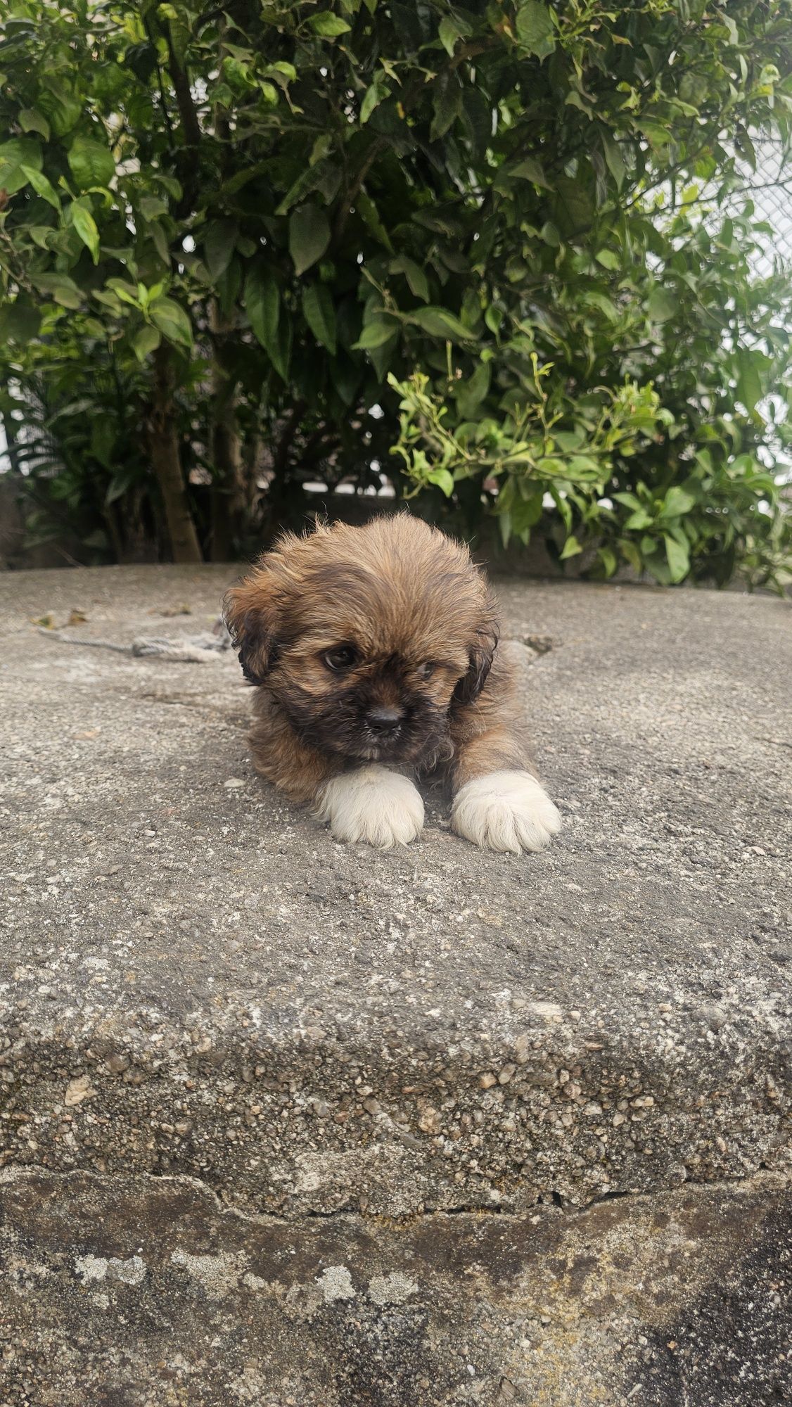 Shih tzu fêmea macho
