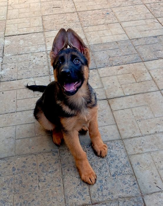 Питомник предлогает роскошную суку.