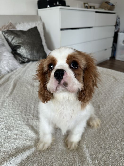 Cavalier King Charles Spaniel - ostatni piesek