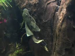 Ancitrus Green Dragon Long Fin MASSON