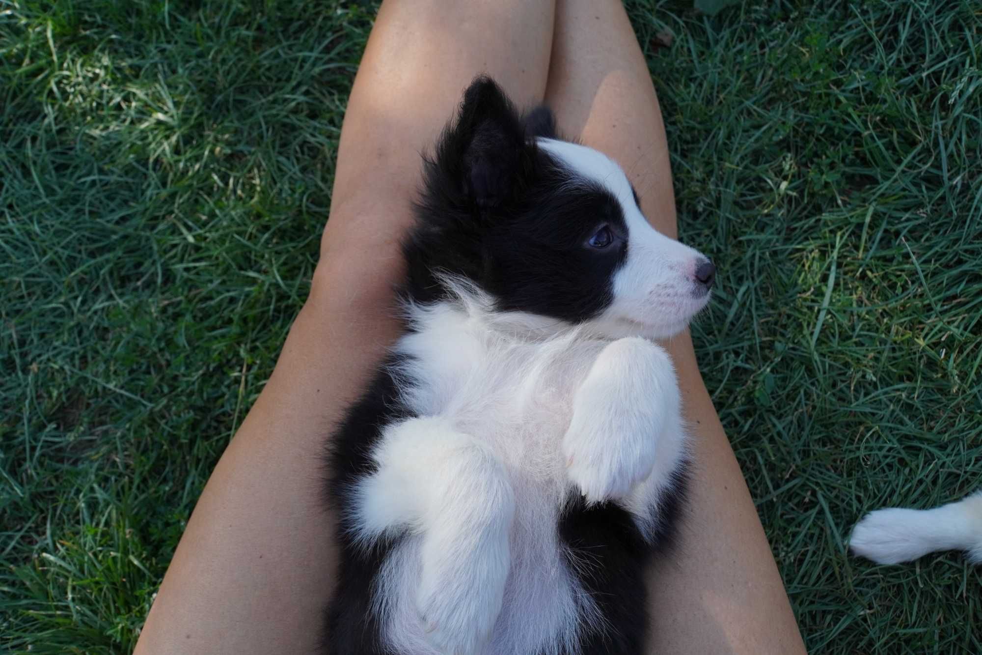 Border Collie  ZKwP / FCI