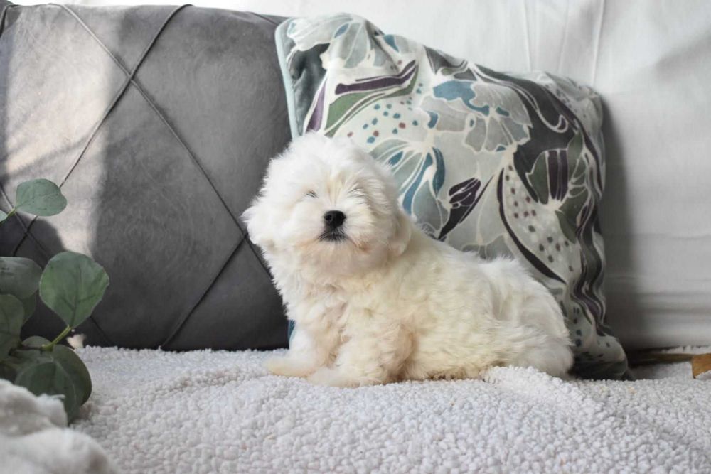 Bichon maltês.  Maravilhoso. Branco. Menino.