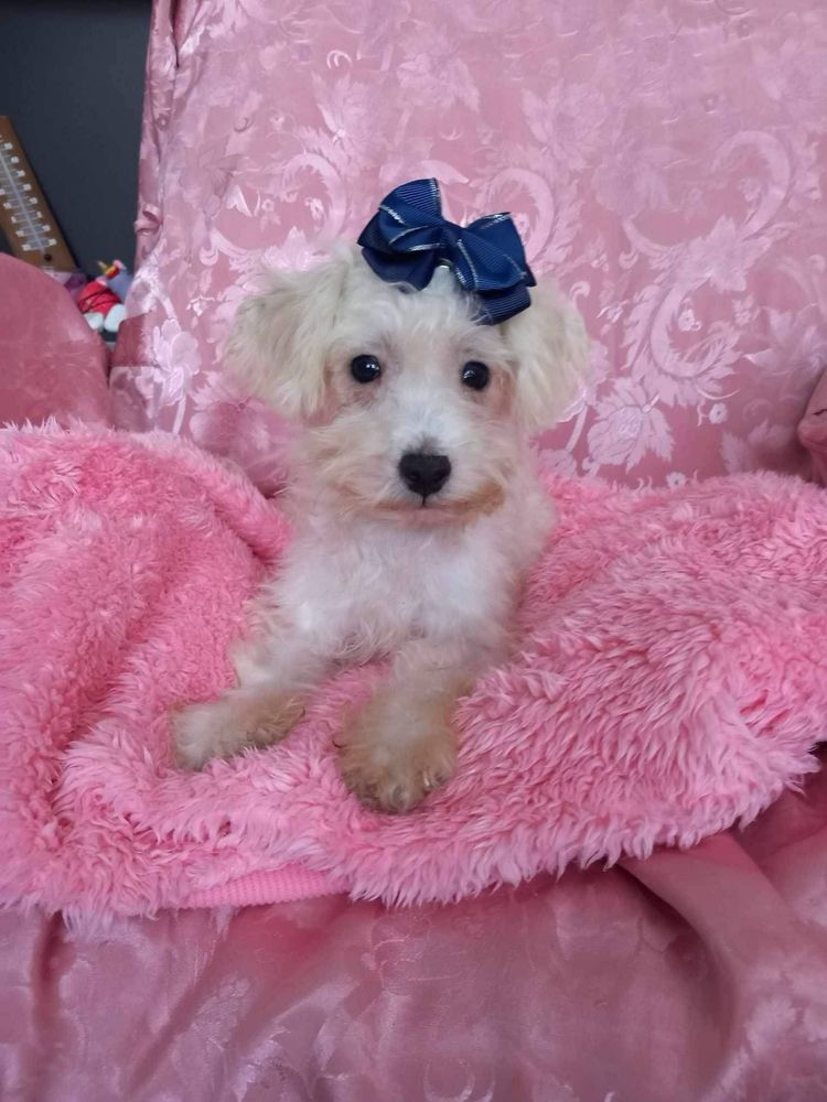 Odchowany chlopiec Maltipoo szuka nowego domu
