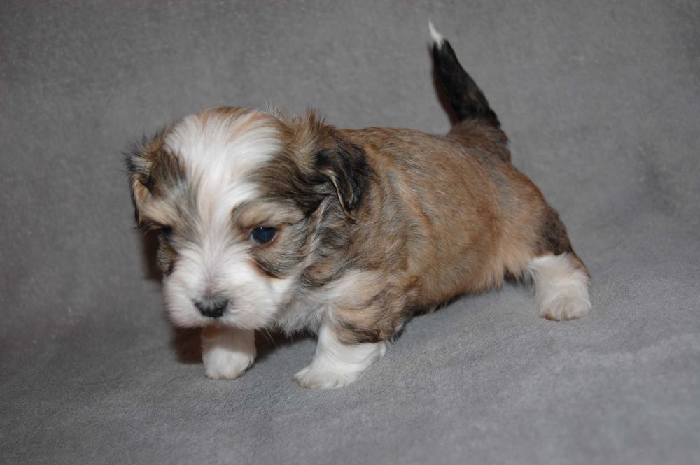 Hawańczyk piesek ZHPR