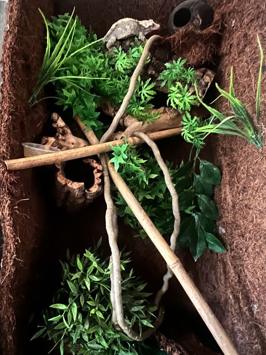 Gekony orzęsione (samiec + samica) z terrariami – komplet