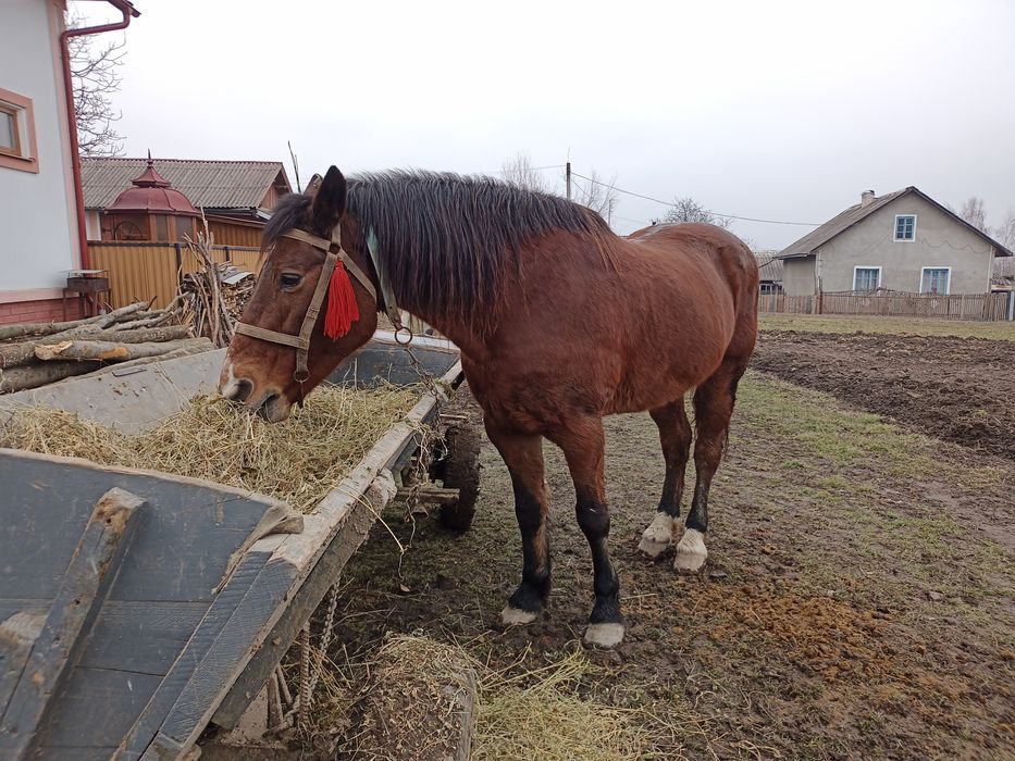 Продам кобилу   .