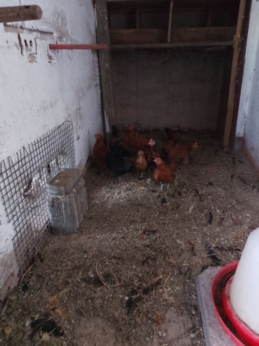 Sprzedam cwergi kury i koguty